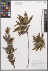 Foto von Salix canariensis C. Sm. ex Link